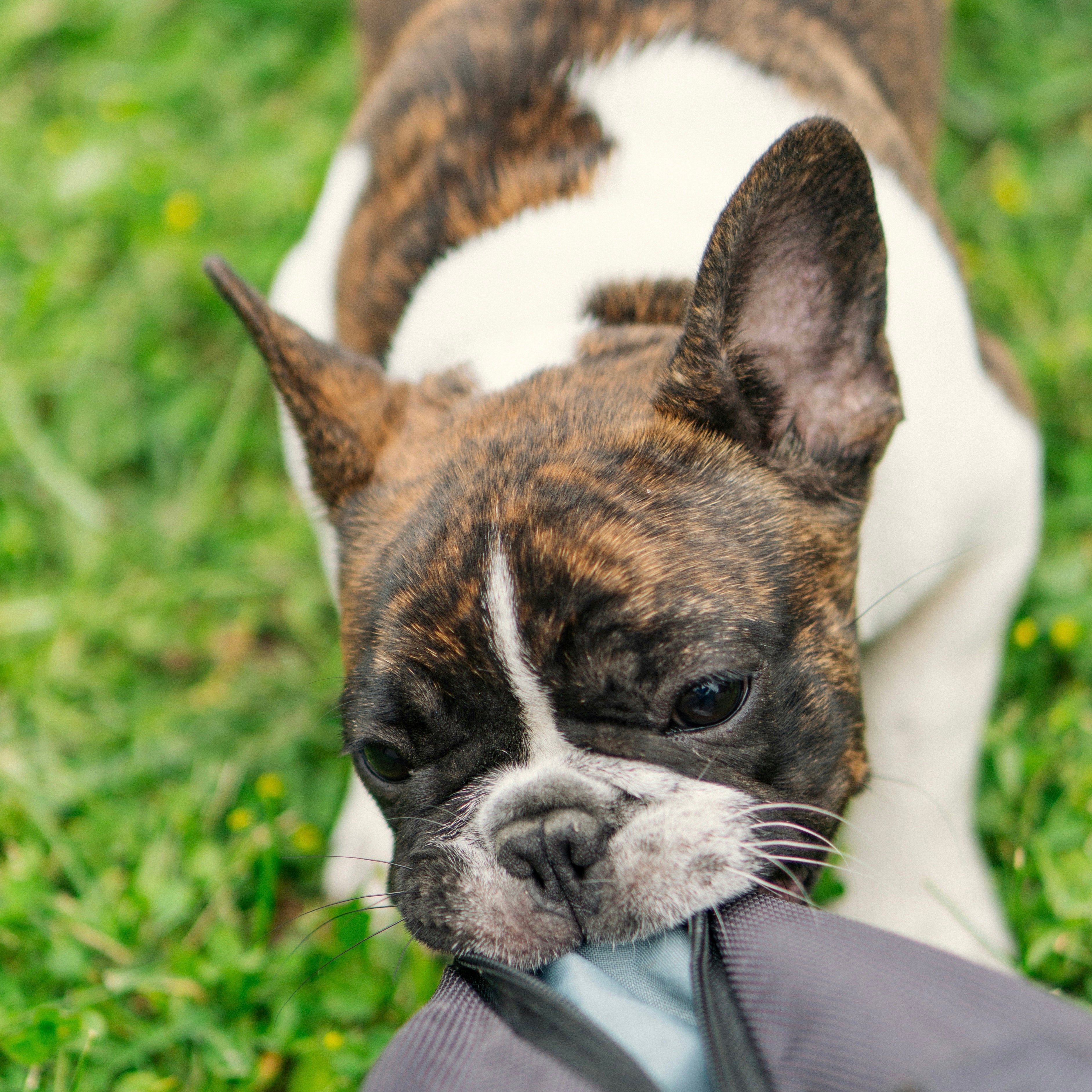 Pet Problems. Solved