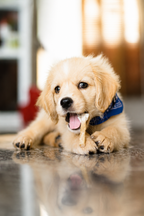 100 Experiences Your Puppy Needs Before 16 Weeks