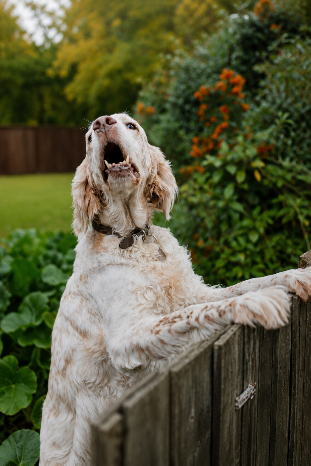 Barking & Jumping