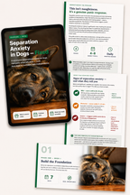 Stop Separation Anxiety in Dogs